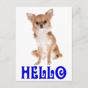 Hallo Chihuahua Welpen Hund Postkarte
