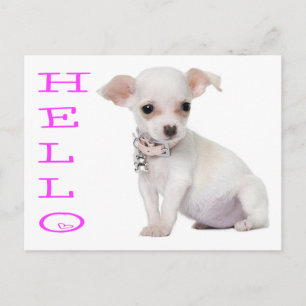 Hallo Chihuahua Welpen-Hund Postkarte