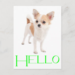 Hallo Chihuahua Welpen Hund Postkarte