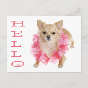 Hallo Chihuahua Welpen Hund Postkarte