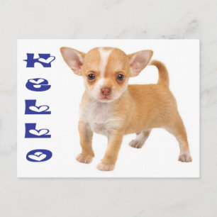 Hallo Chihuahua Welpen Postkarte