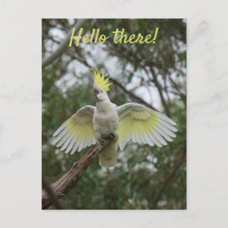 Hallo ! Cockatoo Parrot Bird Open Wings personalis Postkarte