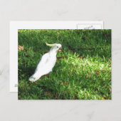 Hallo Cocky Postkarte (Vorne/Hinten)