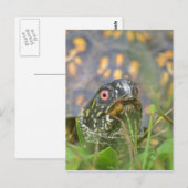 Hallo! Curious Turtle Postkarte (Vorne/Hinten)