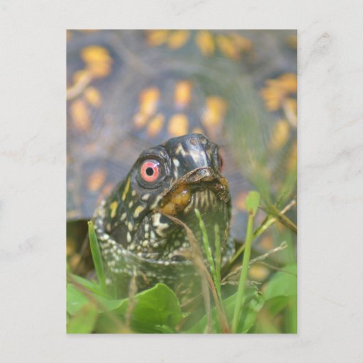 Hallo! Curious Turtle Postkarte (Vorderseite)