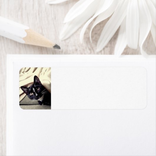 Hallo Cutness (Insitu)