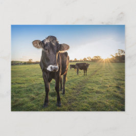 Hallo da sagte die Kuh Postkarte