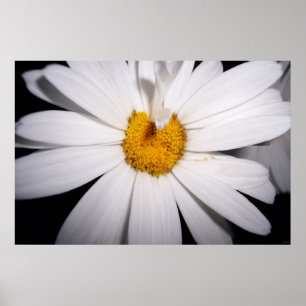 Hallo Daisy Poster
