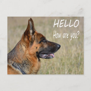 Hallo Deutsche Schäferhund-Welpe Postkarte
