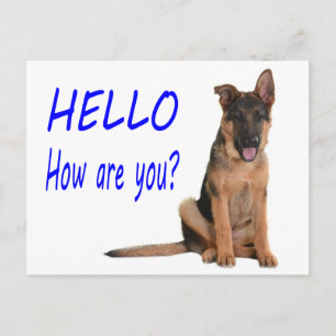 Hallo Deutscher Schäferhund Welpen Hund Leere Post Postkarte