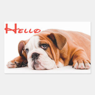 Hallo Englisch Bulldogge Welpe Hund Aufkleber / Et