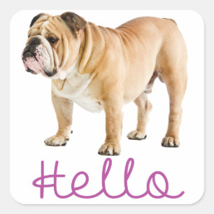 Hallo Englisch Bulldogge Welpe Hund Lila Aufkleber