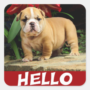 Hallo Englisch Bulldogge Welpen Hund Liebe Sticker
