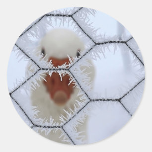 Hallo ! Ente hinter mattiertem Zaun Runder Aufkleber