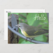Hallo Foto von niedlichem Warbler Bird Postkarte (Vorne/Hinten)