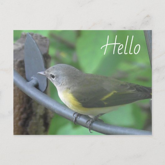 Hallo Foto von niedlichem Warbler Bird Postkarte (Vorderseite)