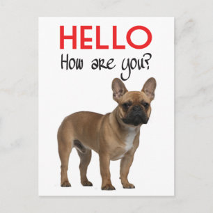 Hallo Französische Bulldogge Welpen Postkarte