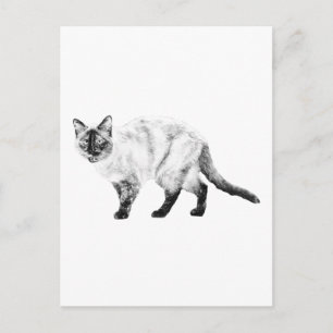 Hallo Freund, Katzenkunstpost Postkarte