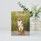 Hallo! / Funny Corgi Postkarte (Stehend Vorderseite)