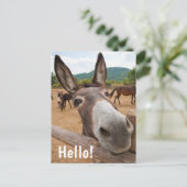 Hallo  | Funny Donkey Farm Animal Postkarte (Stehend Vorderseite)
