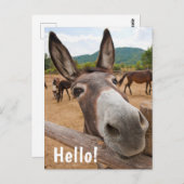 Hallo | Funny Donkey Farm Animal Postkarte (Vorne/Hinten)