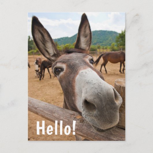 Hallo | Funny Donkey Farm Animal Postkarte (Vorderseite)