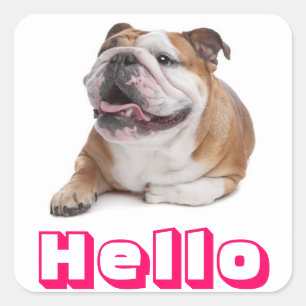 Hallo glücklicher Bulldoggen-Welpen-Hund-Gruß-Aufk Quadratischer Aufkleber