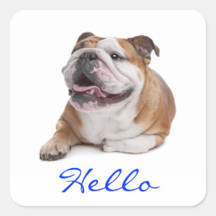 Hallo Glücklicher Bulldoggen-Welpen-Hund-Gruß-Aufk Quadratischer Aufkleber