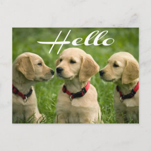 Hallo Golden Retriever Welpen Postkarte