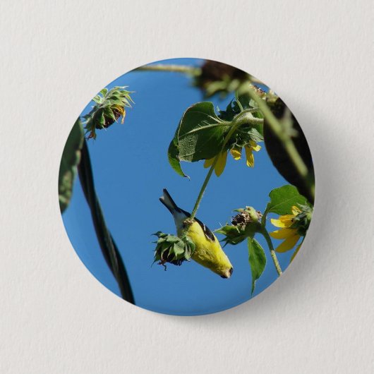 Hallo. Goldfinch Button (Vorderseite)