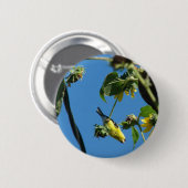 Hallo. Goldfinch Button (Vorne & Hinten)