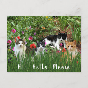 Hallo Hallo Miau / Katzen im Garten Süße Tiere Postkarte