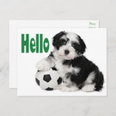 Hallo Havanese Welpe Hund Postkarte (Vorne/Hinten)
