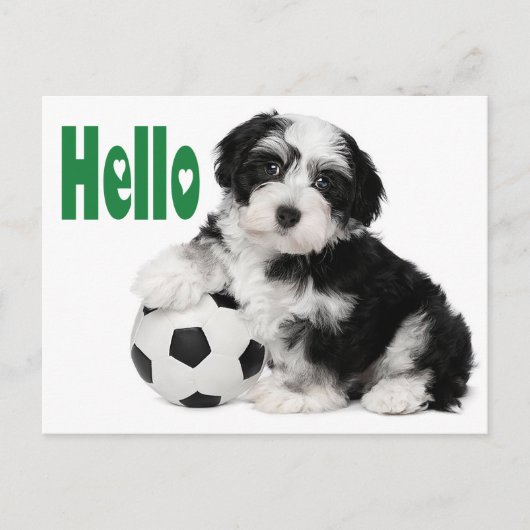 Hallo Havanese Welpe Hund Postkarte (Vorderseite)