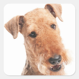 Hallo / Hi Airedale Welpe Hund Aufkleber / Etikett