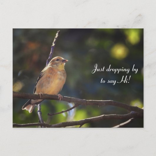 Hallo, Hi, Bird-American Goldfinch Postkarte (Vorderseite)