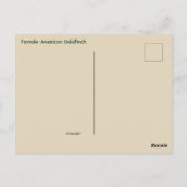 Hallo, Hi, Bird-American Goldfinch Postkarte (Rückseite)