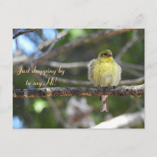 Hallo, Hi, Bird-American Goldfinch Postkarte (Vorderseite)