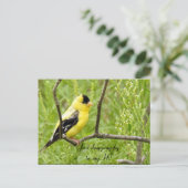 Hallo, Hi, Bird-American Goldfinch Postkarte (Stehend Vorderseite)