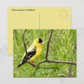 Hallo, Hi, Bird-American Goldfinch Postkarte (Vorne/Hinten)