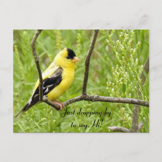 Hallo, Hi, Bird-American Goldfinch Postkarte (Vorderseite)