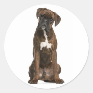 Hallo / Hi Boxer Welpen Hund Gruß Aufkleber