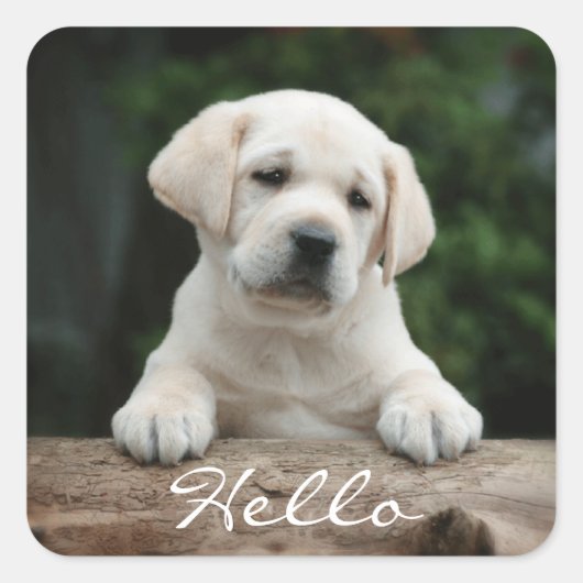Hallo / Hi Labrador Retriever Puppy Dockingkleber Quadratischer Aufkleber (Vorderseite)