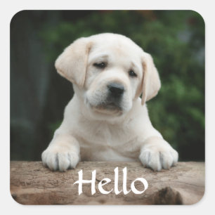 Hallo / Hi Labrador Retriever Welpe Hunde Stickers
