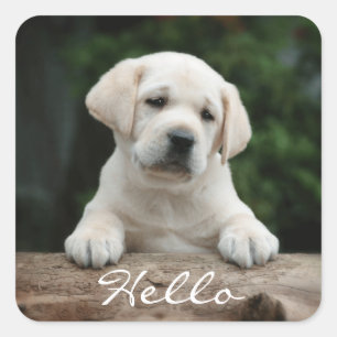 Hallo / Hi Labrador Retriever Welpe Hunde Stickers