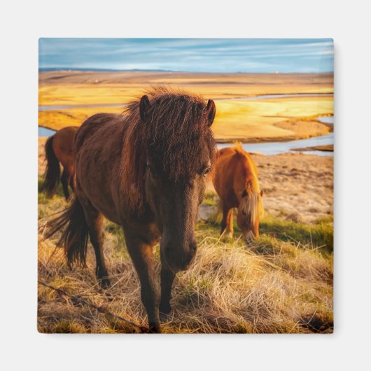 Hallo Horse Magnet (Vorne)