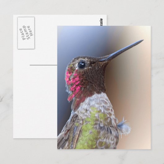 Hallo Hummingbird Postkarte (Vorne/Hinten)