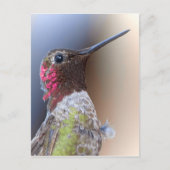 Hallo Hummingbird Postkarte (Vorderseite)