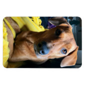 Hallo Jeder Magnet (Horizontal)