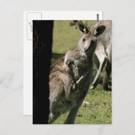 Hallo Kanga Postkarte (Vorne/Hinten)